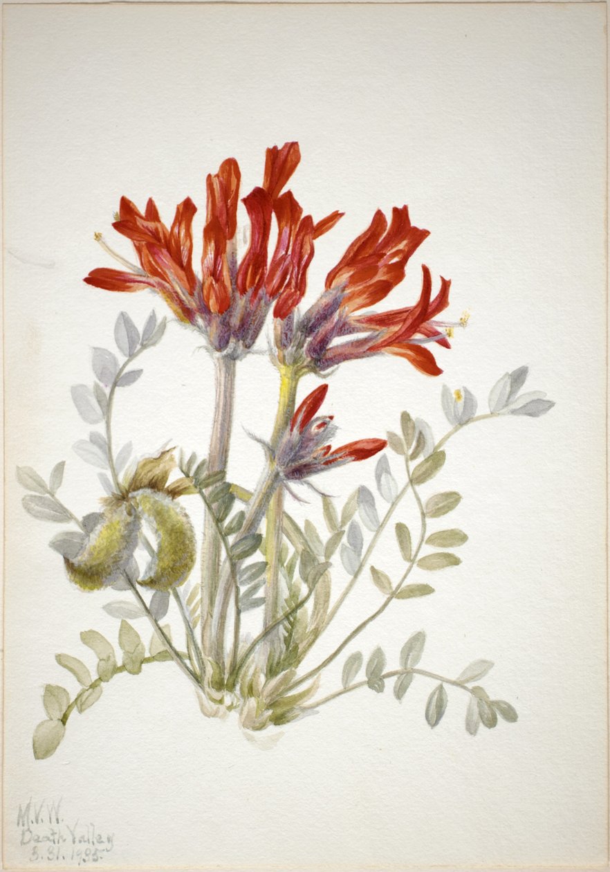 Locuste écarlate (Astragalus coccineus) - Mary Vaux Walcott