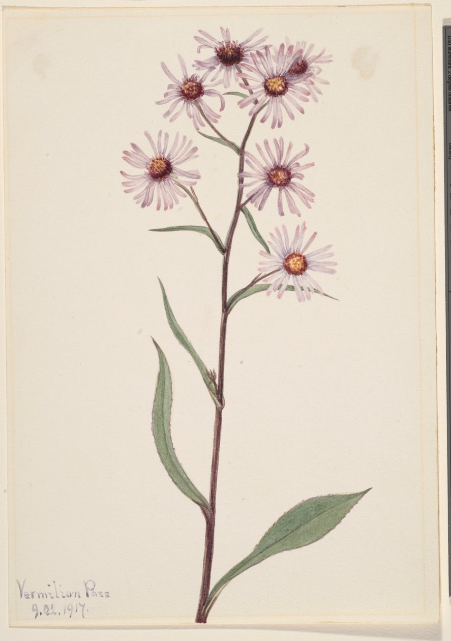 Aster conspicuus (Aster conspicuus) - Mary Vaux Walcott