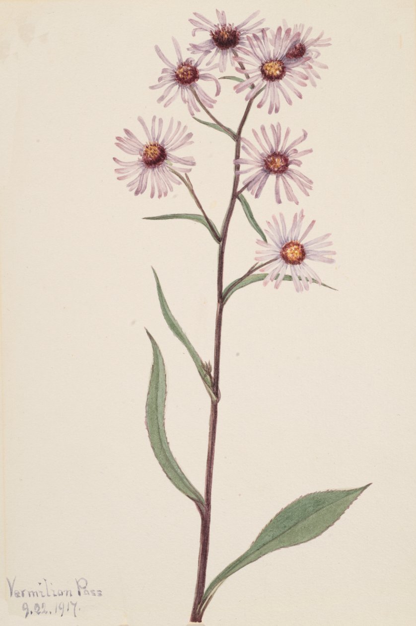 Aster voyant Aster conspicuus - Mary Vaux Walcott