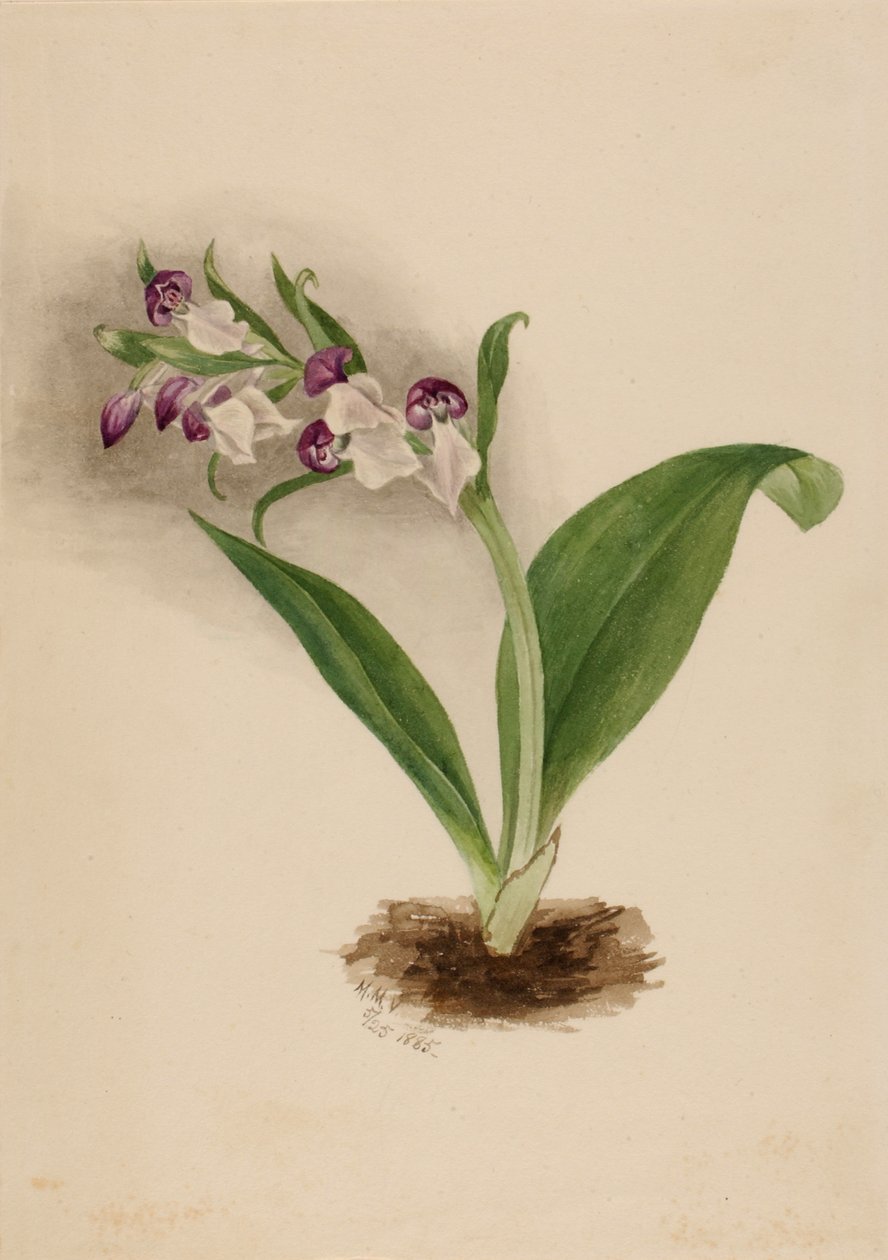 Orchidées spectaculaires Orchis spectabilis - Mary Vaux Walcott