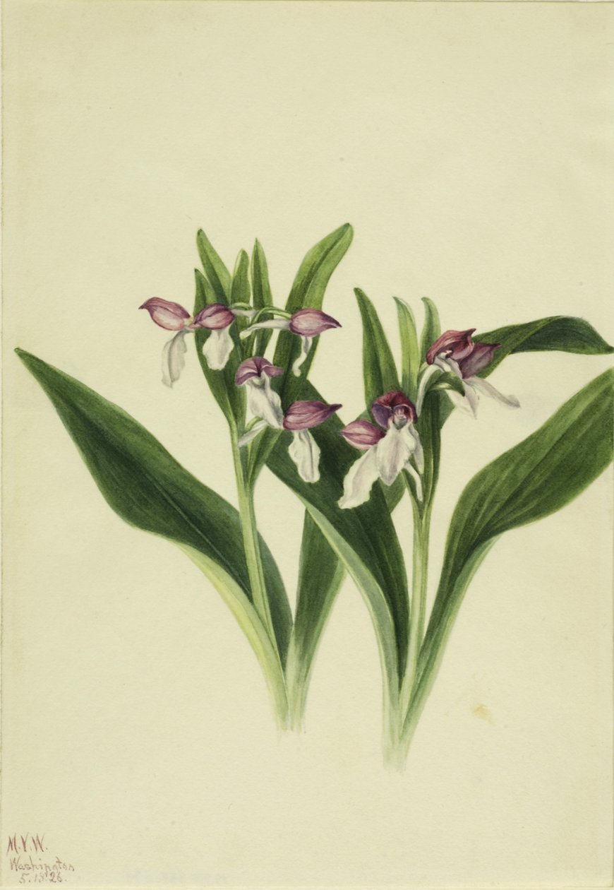 Orchis spectabulaire (Orchis spectabilis) - Mary Vaux Walcott