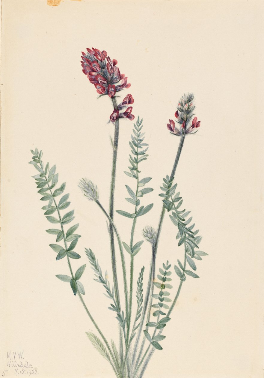 Oxytropis splendide (Oxytropis splendens) - Mary Vaux Walcott