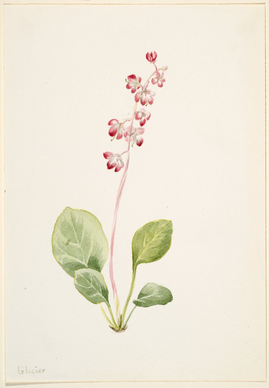 Pyrola asarifolia (Pyrola asarifolia) - Mary Vaux Walcott