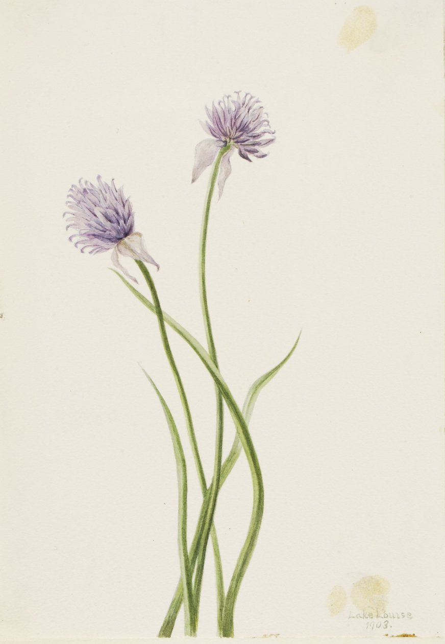 Oignon de Sibérie (Allium sibericum) - Mary Vaux Walcott