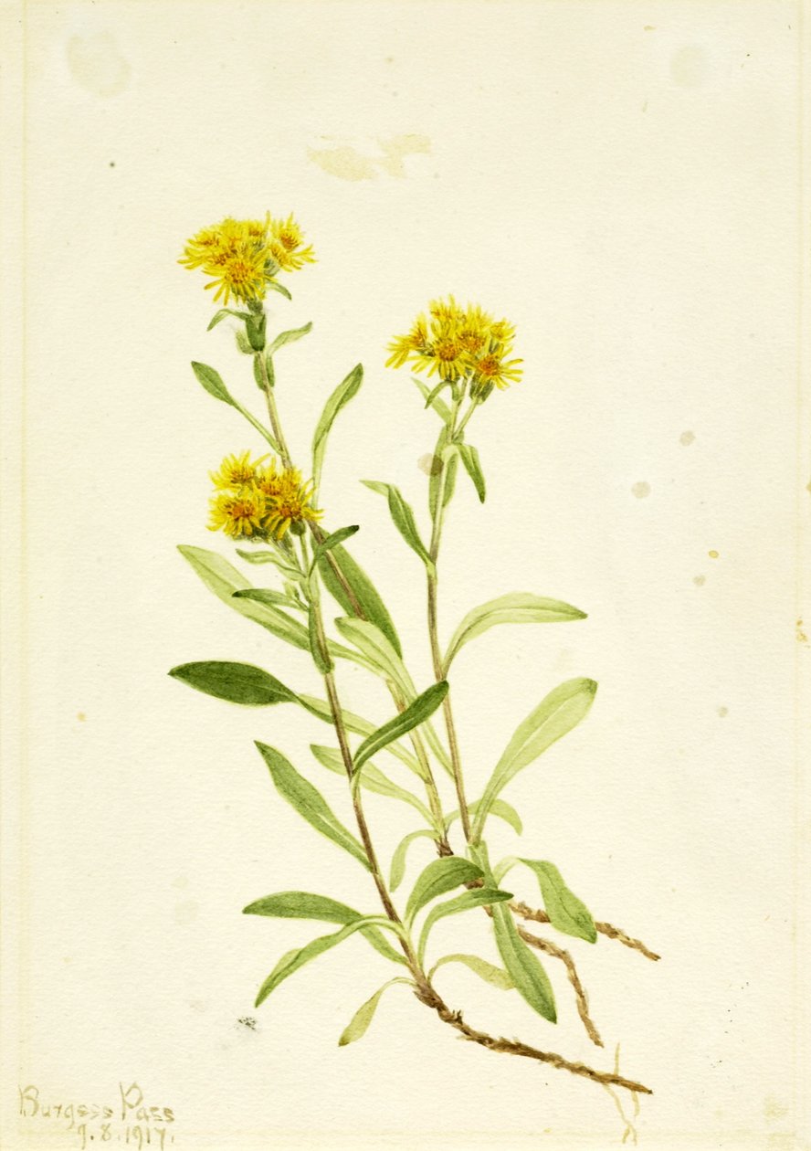 Verge d
