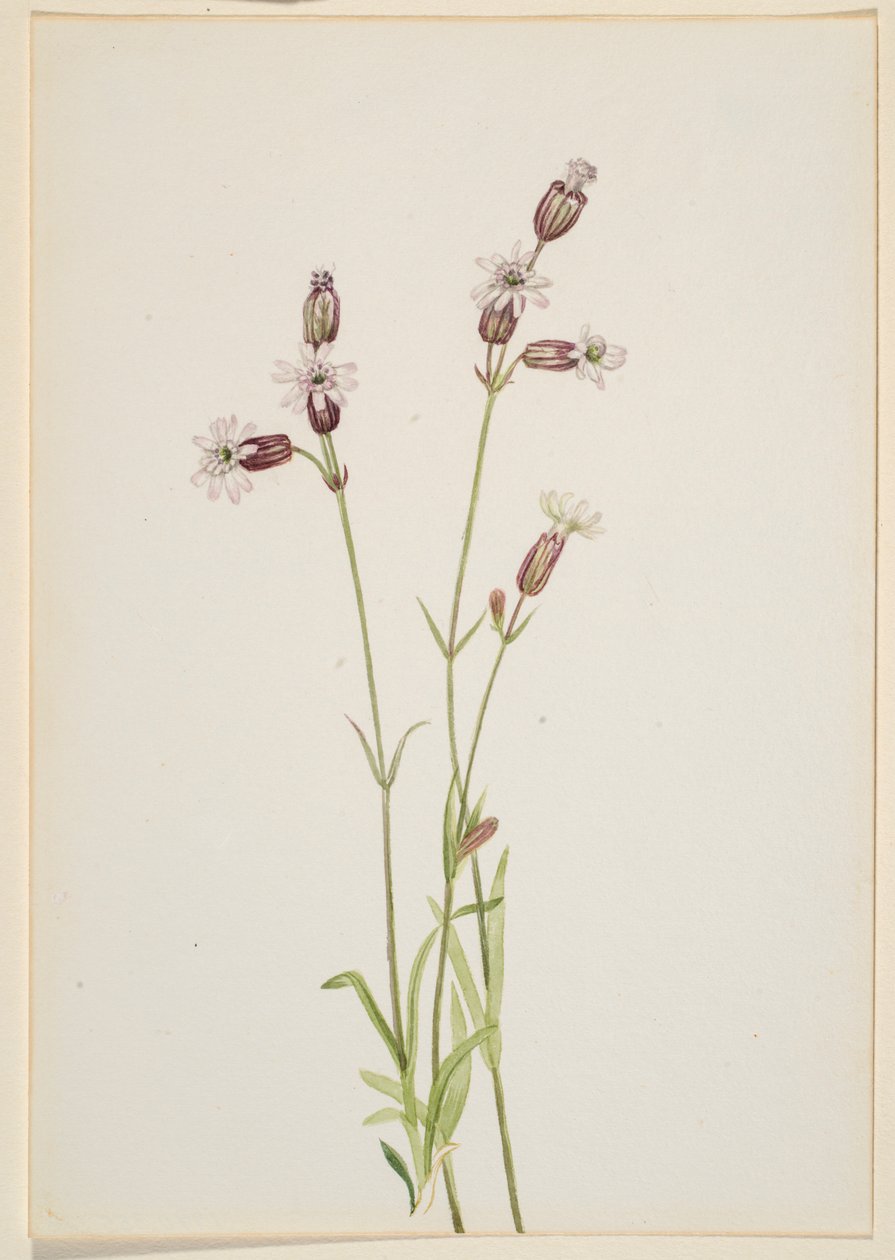 Silene multicaulis - Mary Vaux Walcott