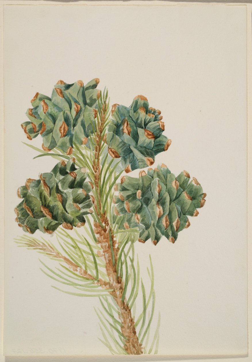 Pin à une feuille (Pinus monophylla) - Mary Vaux Walcott