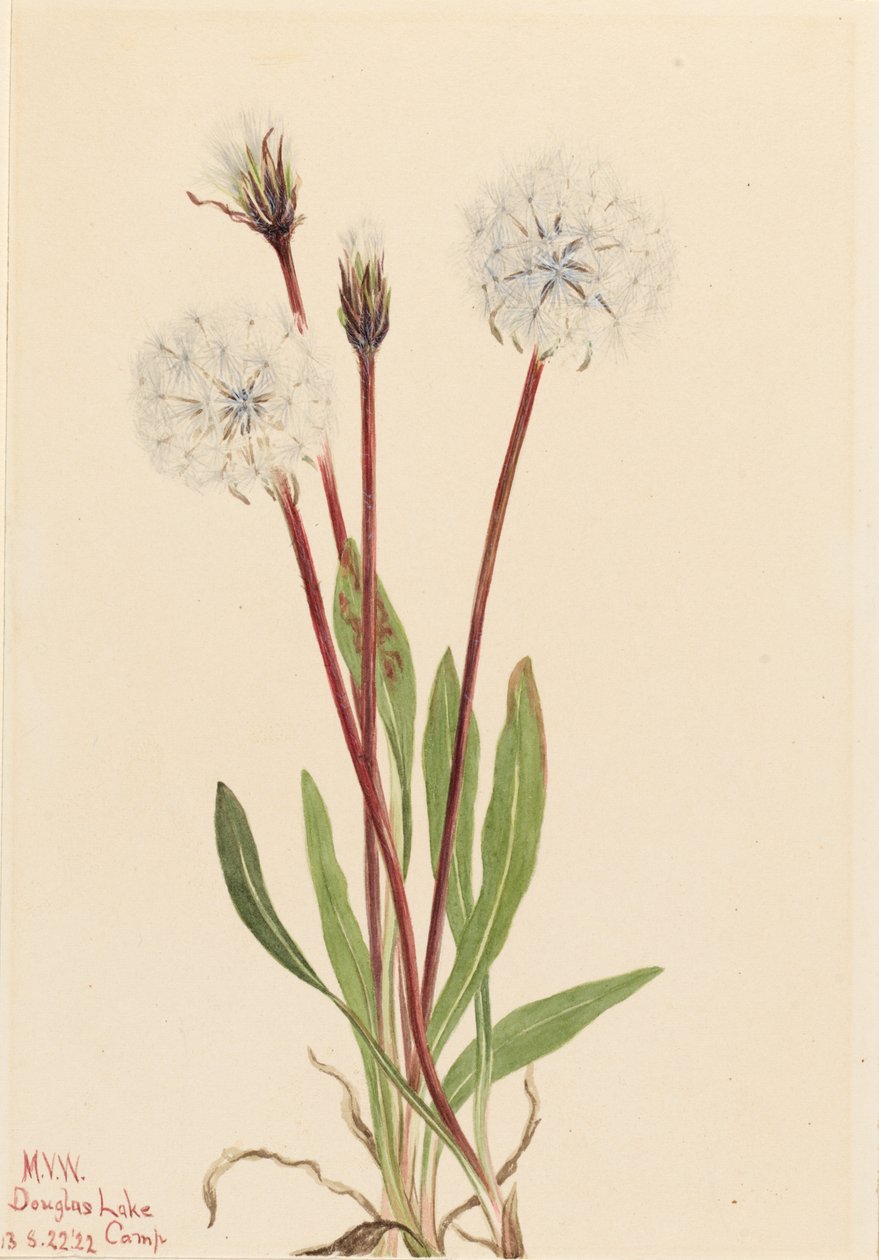 Agoseris gracile (Agoseris gracilens) - Mary Vaux Walcott