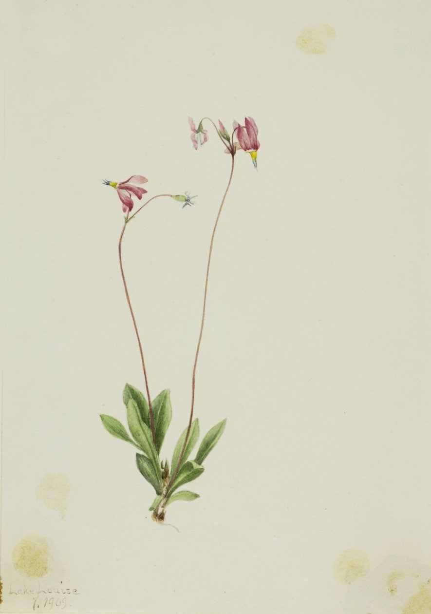 Dodécatheon pauciflorum (Dodecatheon pauciflorum) - Mary Vaux Walcott