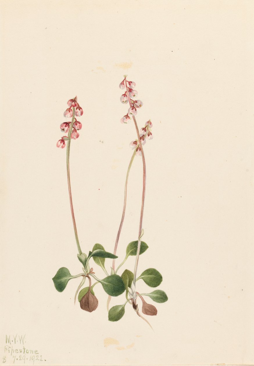 Petite Pyrola Pyrola minor, 1922 - Mary Vaux Walcott