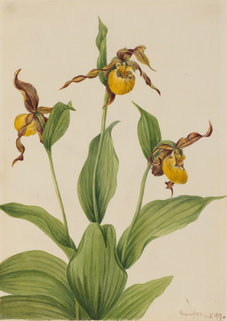 Cypripède jaune (Cypripedium parviflorum) - Mary Vaux Walcott