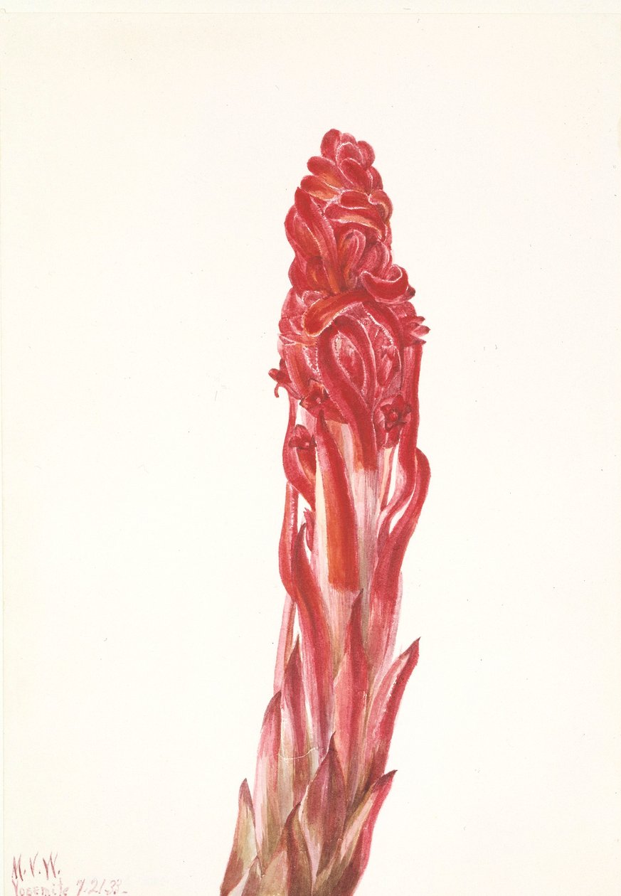 Plante des neiges (Sarcodes sanguinea) - Mary Vaux Walcott