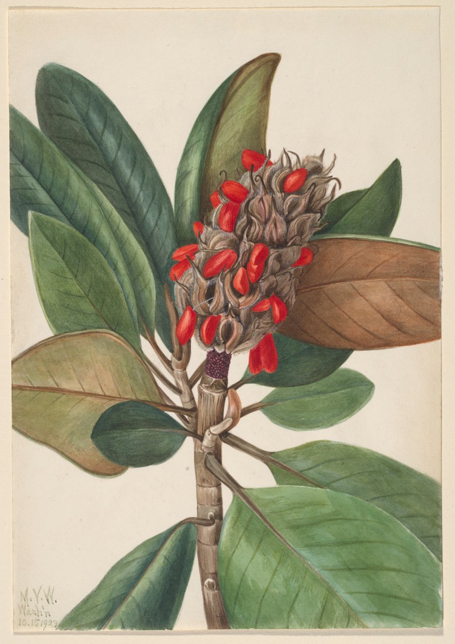 Magnolia du sud (Magnolia grandiflora) - Mary Vaux Walcott