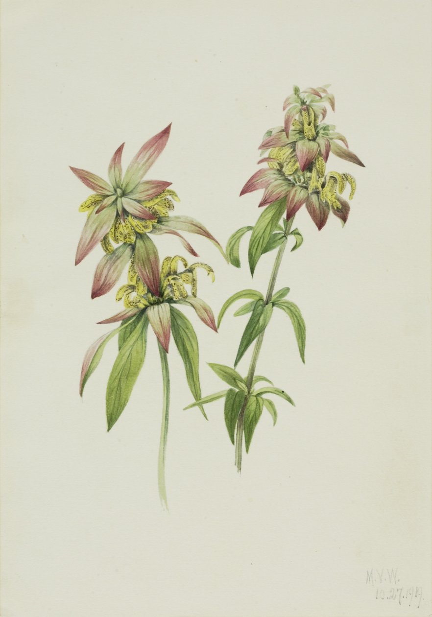 Monarde ponctuée (Monarda punctata) - Mary Vaux Walcott