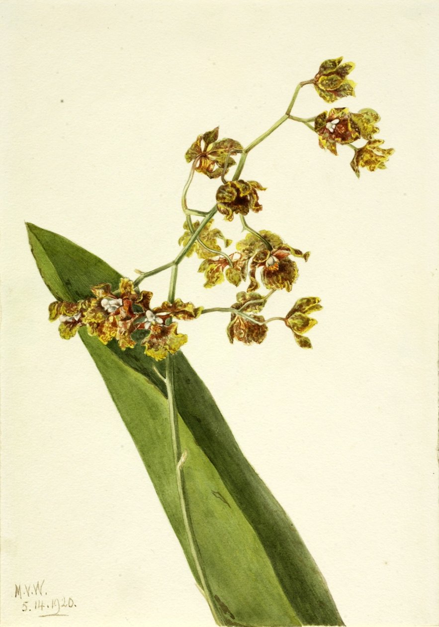 Cyrtopode ponctué (Cyrtopodium punctatum) - Mary Vaux Walcott
