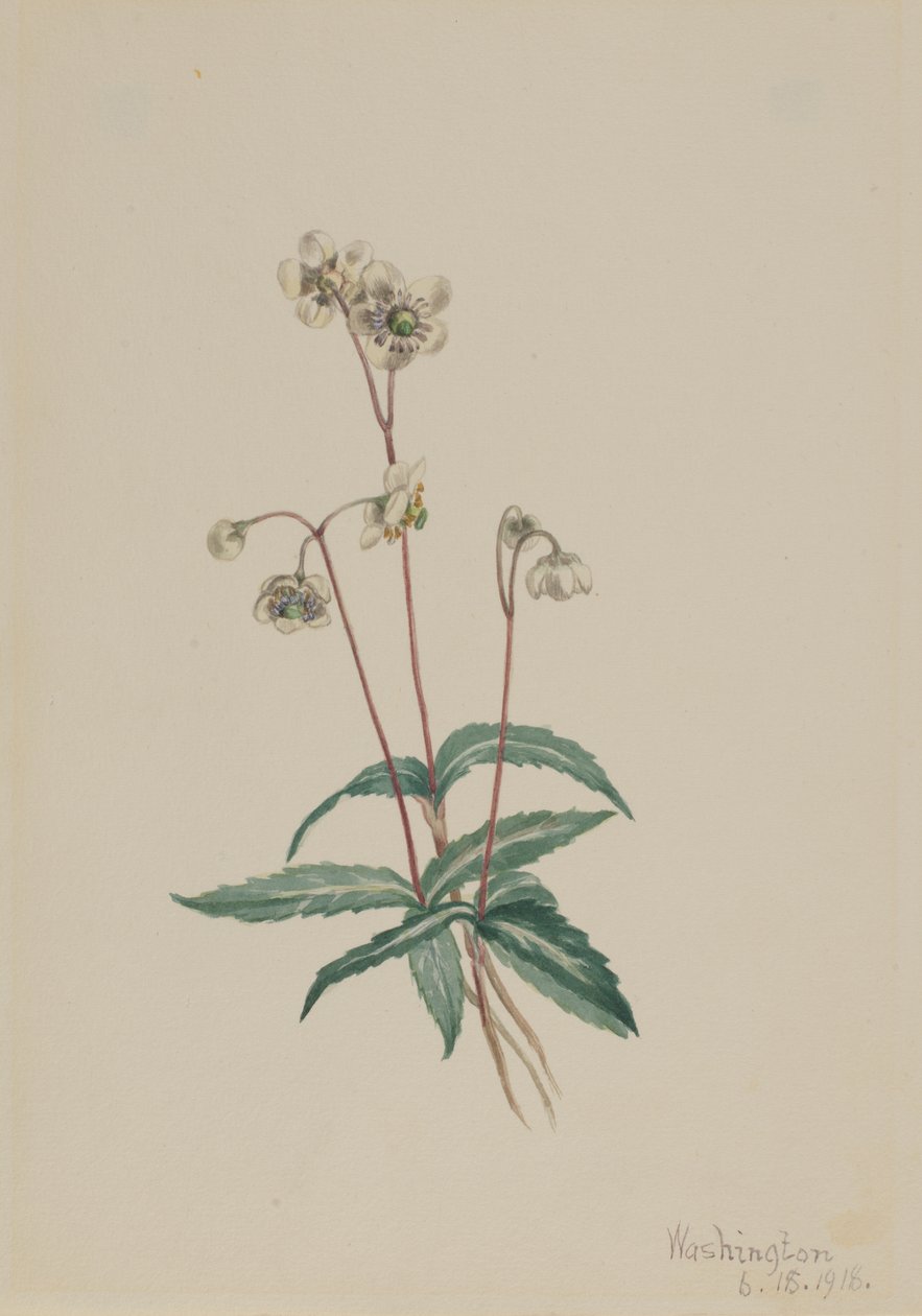 Pipsissewa tachetée Chimaphila maculata, 1918 - Mary Vaux Walcott