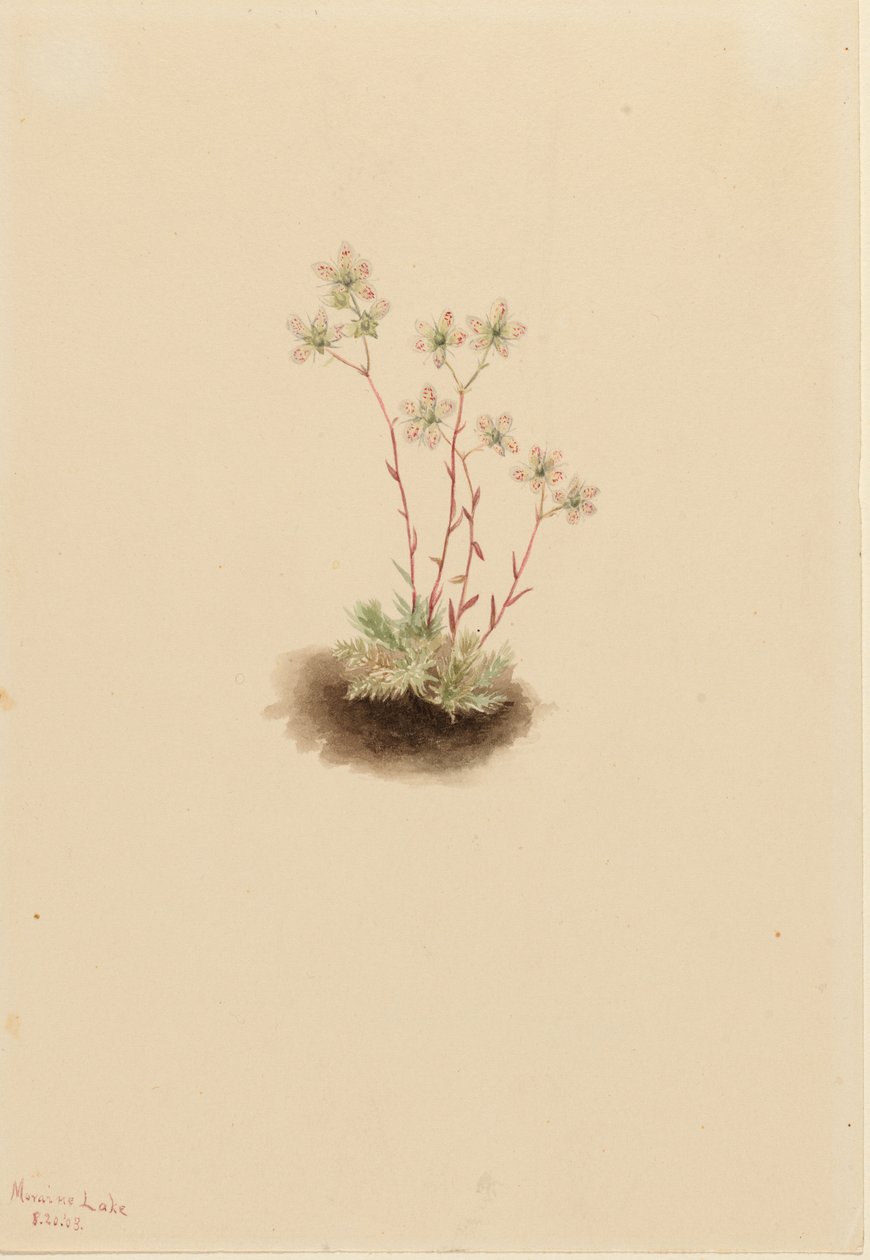Saxifrage tacheté (Saxifraga bronchialis) - Mary Vaux Walcott
