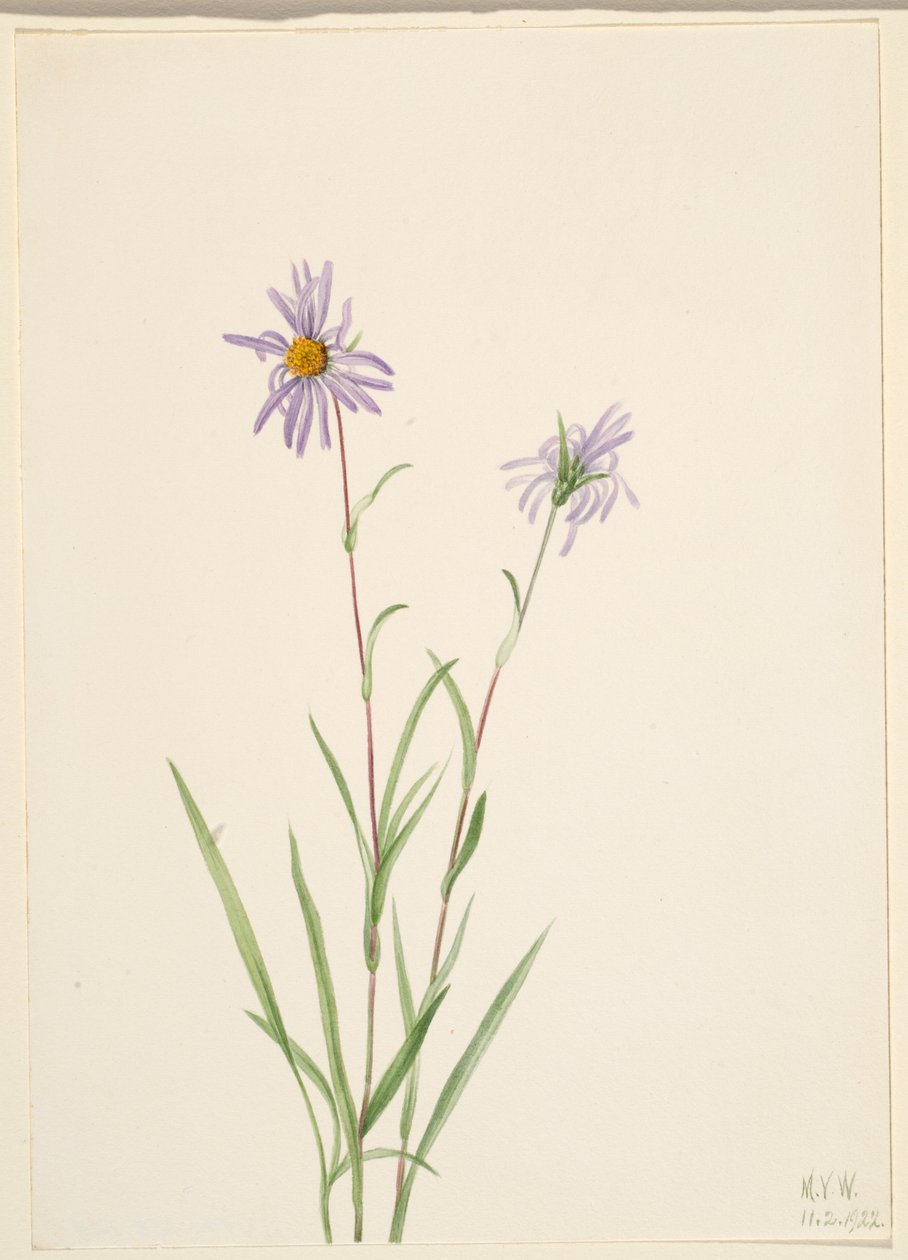 Aster des marais (Aster paludosus) - Mary Vaux Walcott