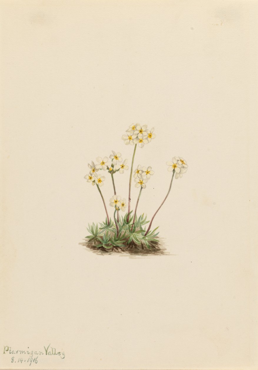 Androsace douce (Androsace carinata) - Mary Vaux Walcott