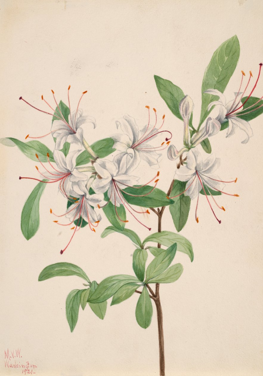 Azalée douce Azalea arborescens - Mary Vaux Walcott