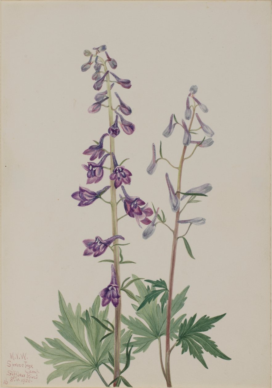 Grande Delphinium Delphinium elongatum - Mary Vaux Walcott