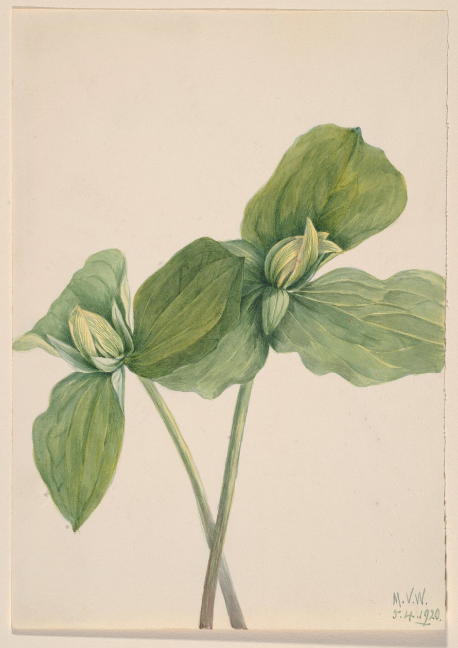 Trille à chenilles (Trillium sessile) - Mary Vaux Walcott