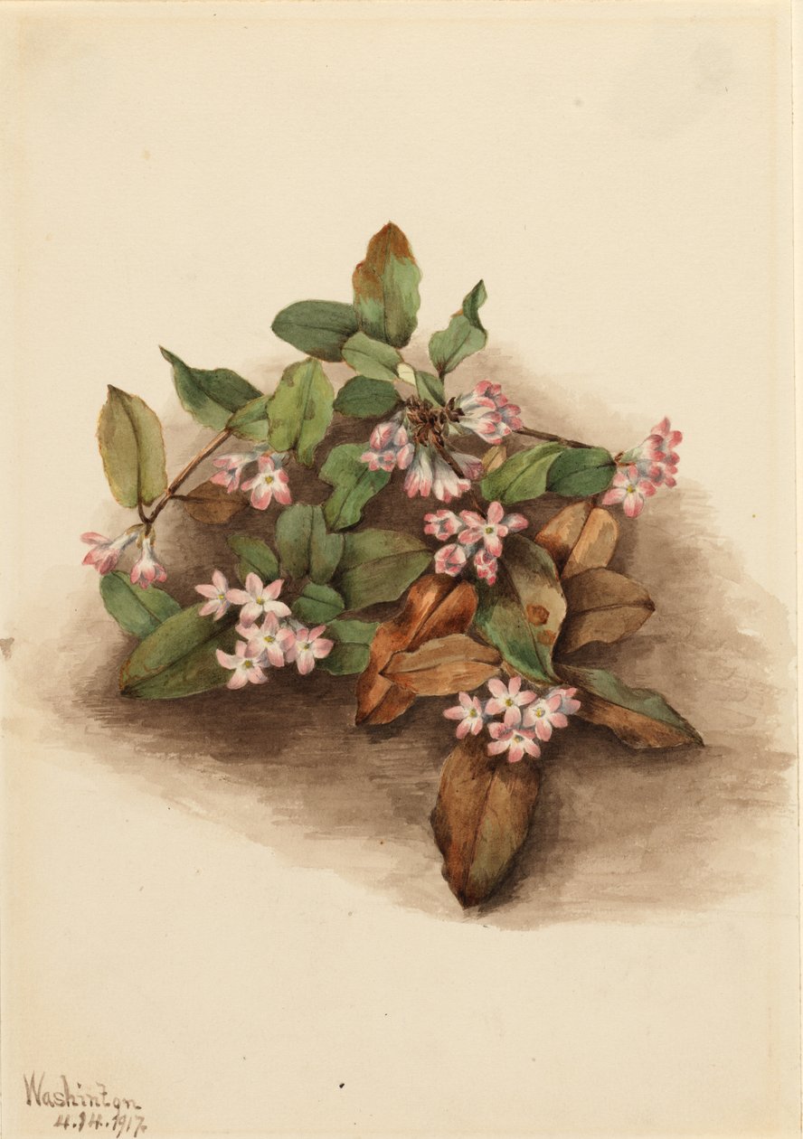 Arbuste traçant (Epigaea repens) - Mary Vaux Walcott