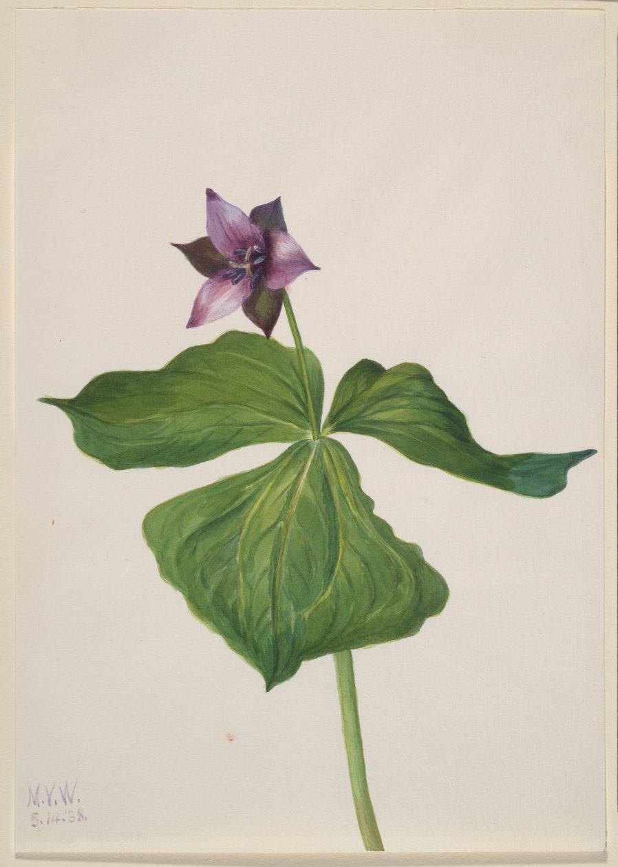 Trillium erectum - Mary Vaux Walcott