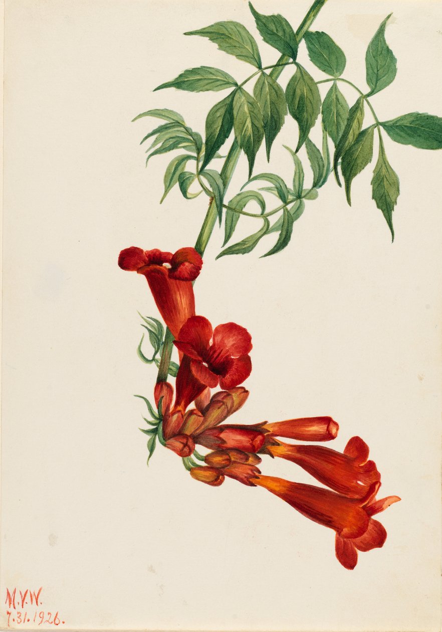 Bignonia radicans (Bignonia radicans) - Mary Vaux Walcott