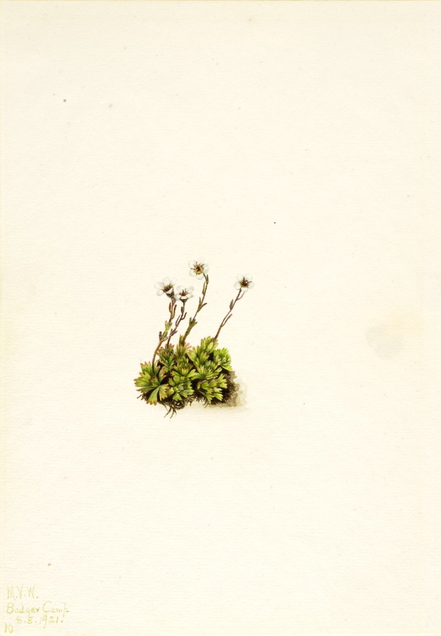 Saxifrage à toupet (Saxifraga caespitosa) - Mary Vaux Walcott