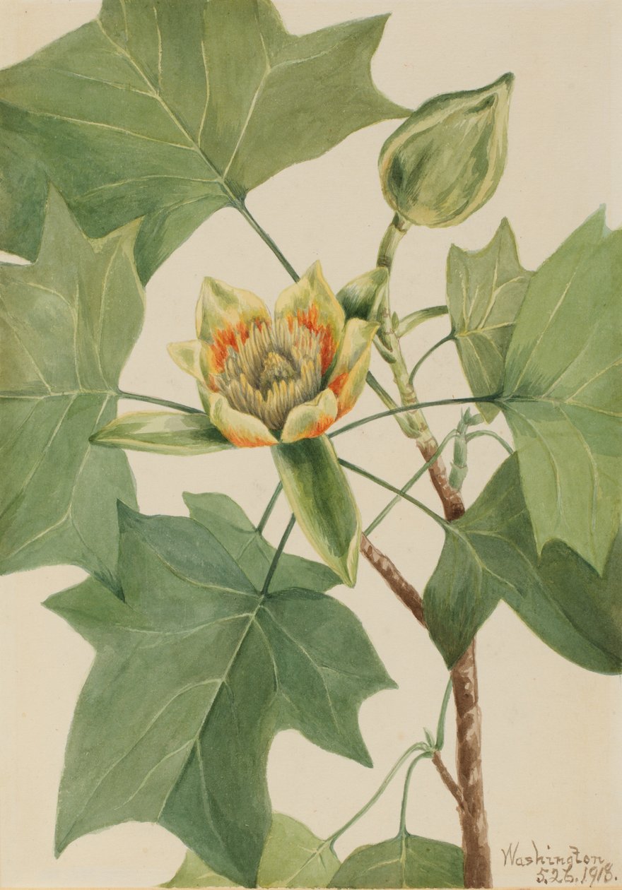 Tulipier Liriodendron tulipifera, 1918 - Mary Vaux Walcott