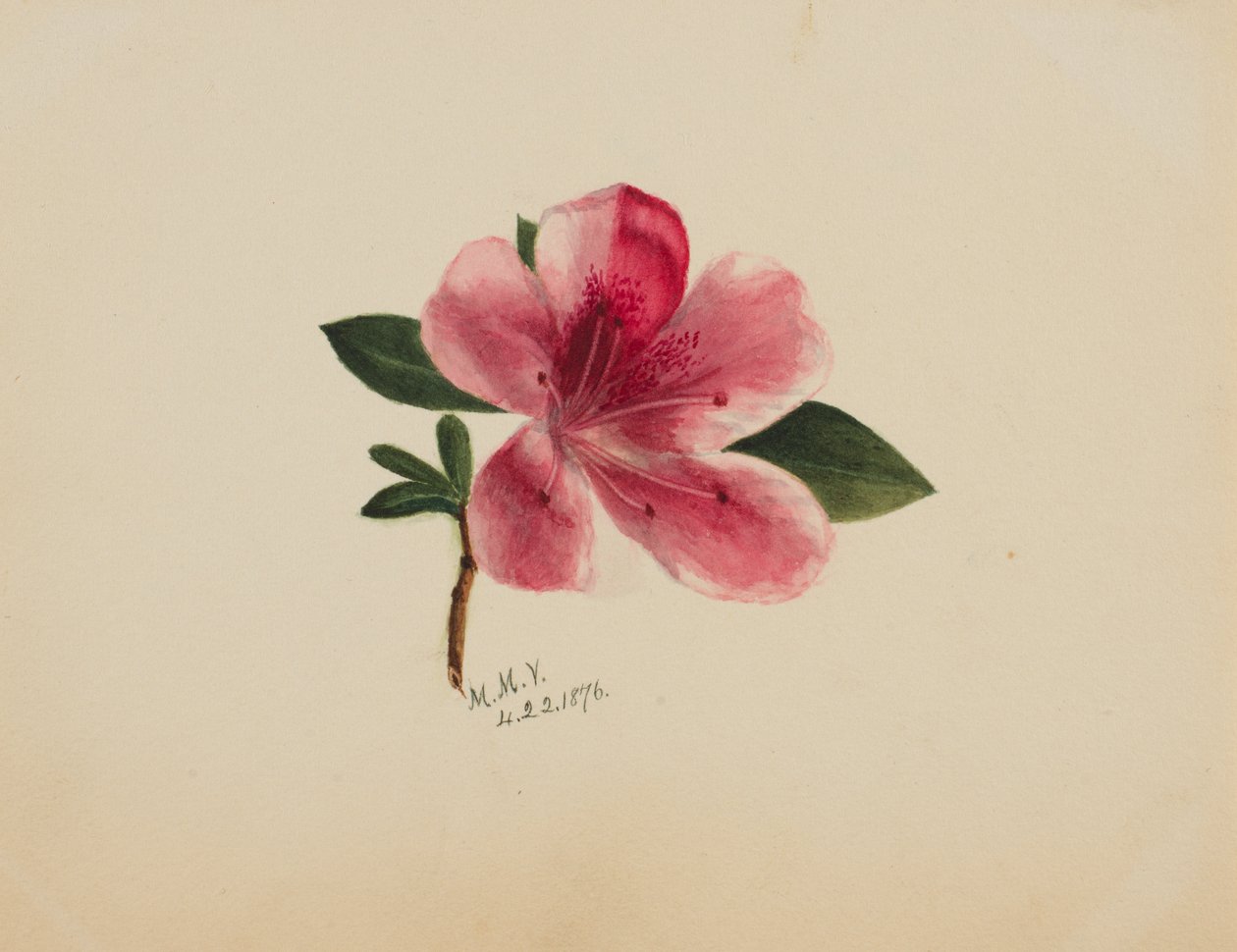 Sans titre - Étude de fleurs - Mary Vaux Walcott