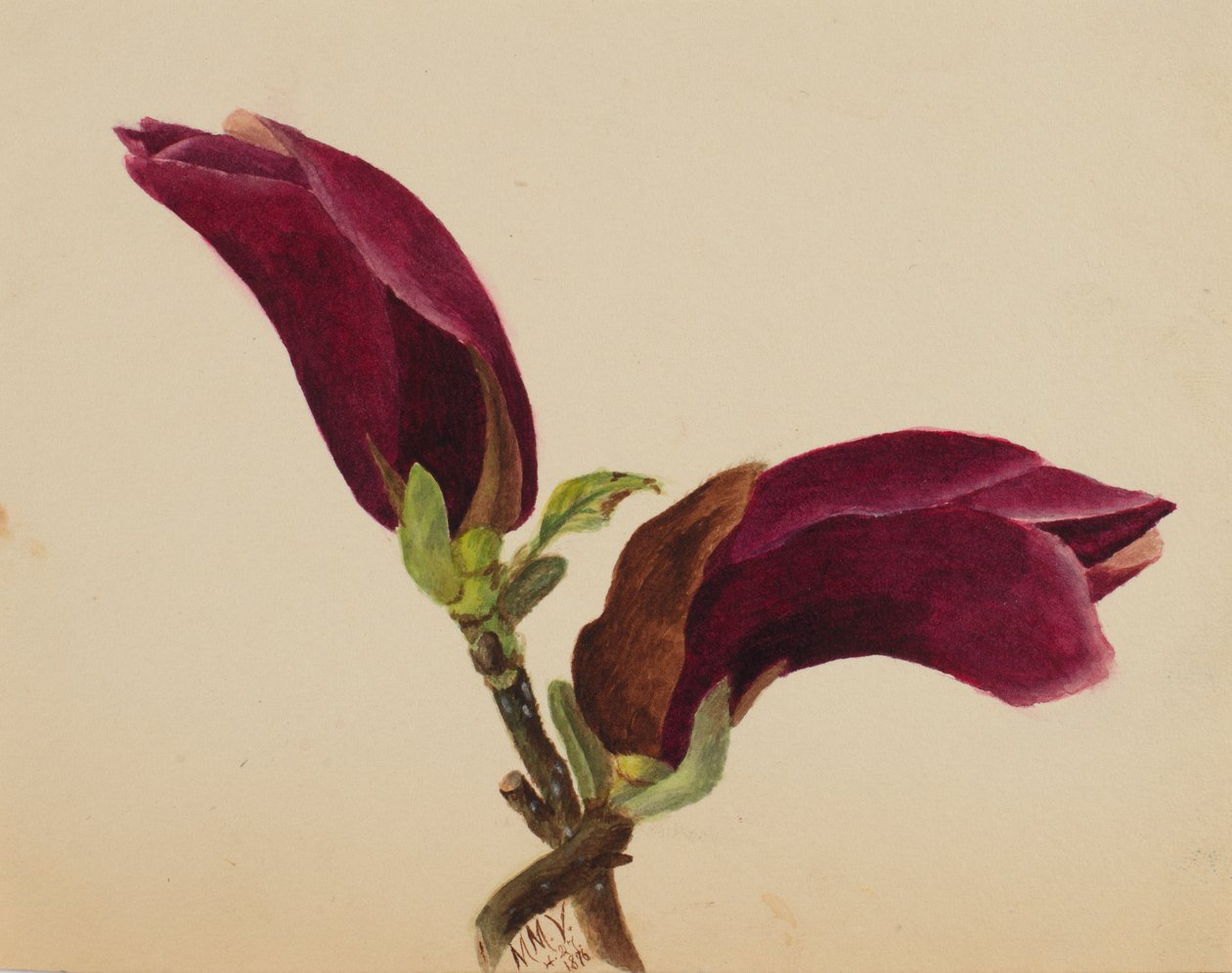Sans titre - Étude de fleurs, 1876 - Mary Vaux Walcott