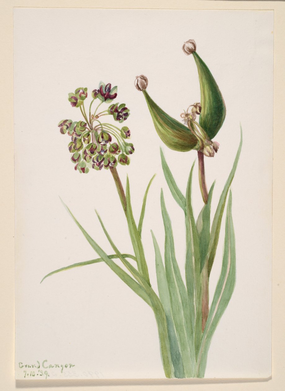 Sans titre - Étude de plante, 1939 - Mary Vaux Walcott