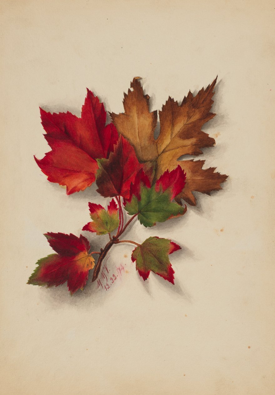Sans titre (Feuilles d