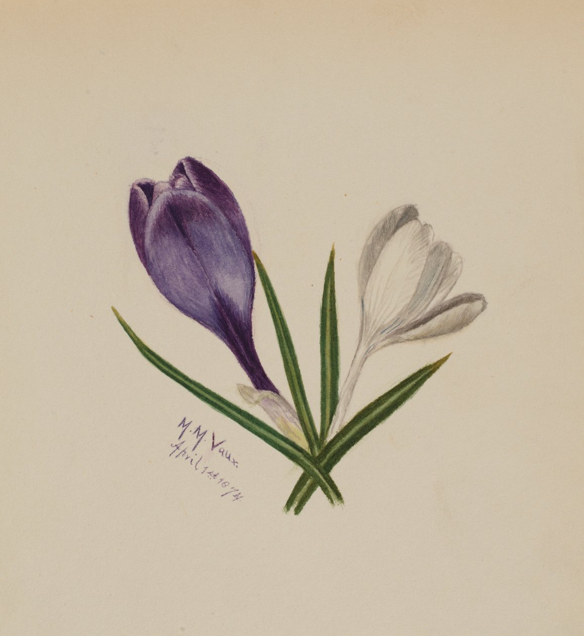 Sans titre (Crocus) - Mary Vaux Walcott