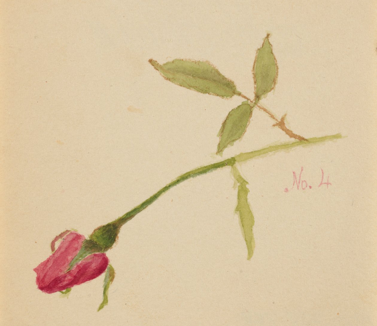 Sans titre (Rose) - Mary Vaux Walcott