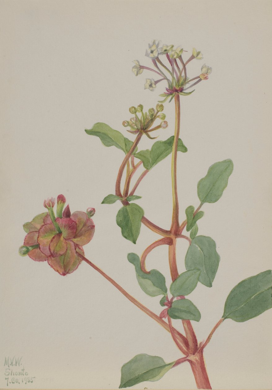 Sans titre (Tripterocalyx pedunculatus) - Mary Vaux Walcott