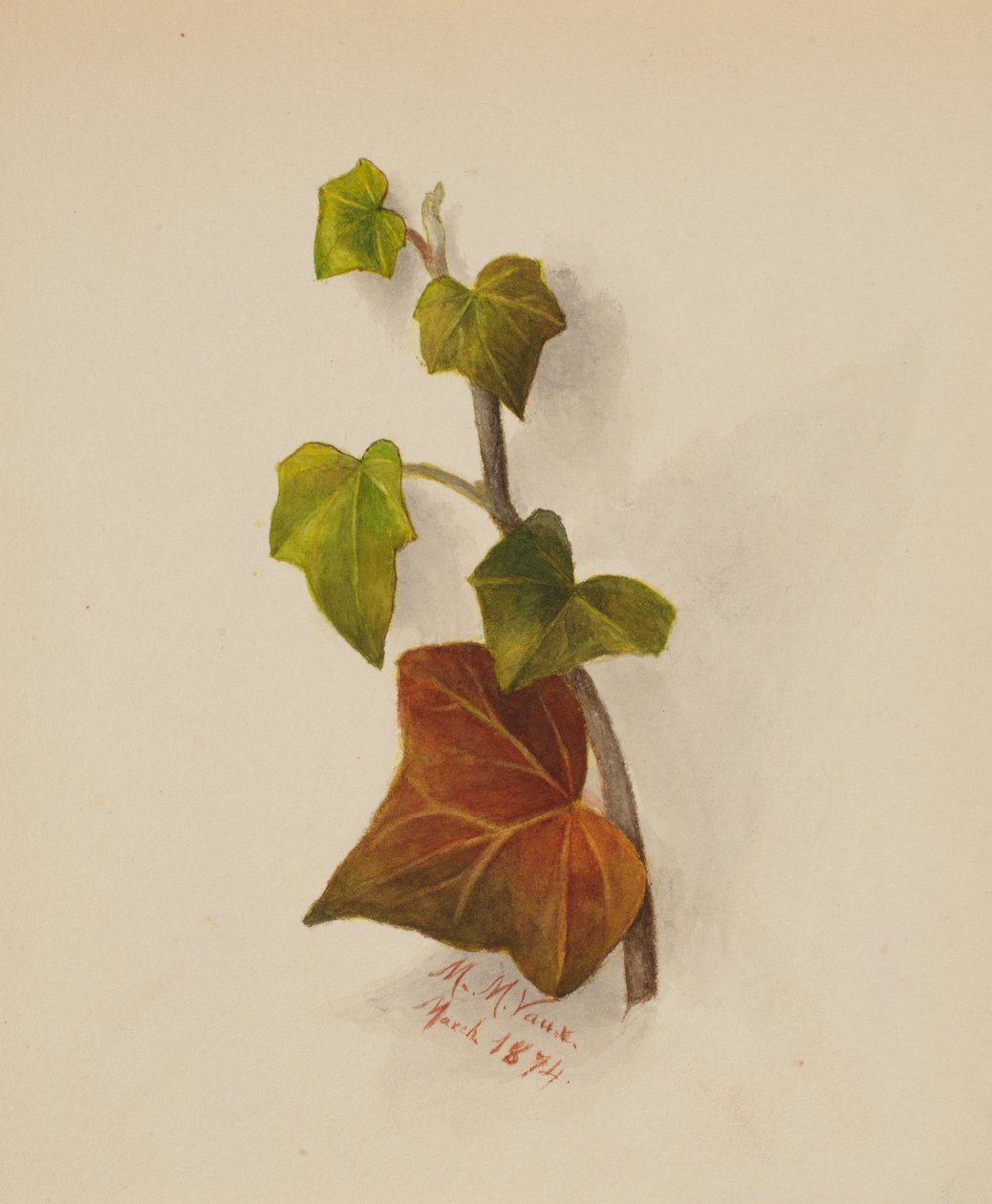 Sans titre Lierre, 1874 - Mary Vaux Walcott