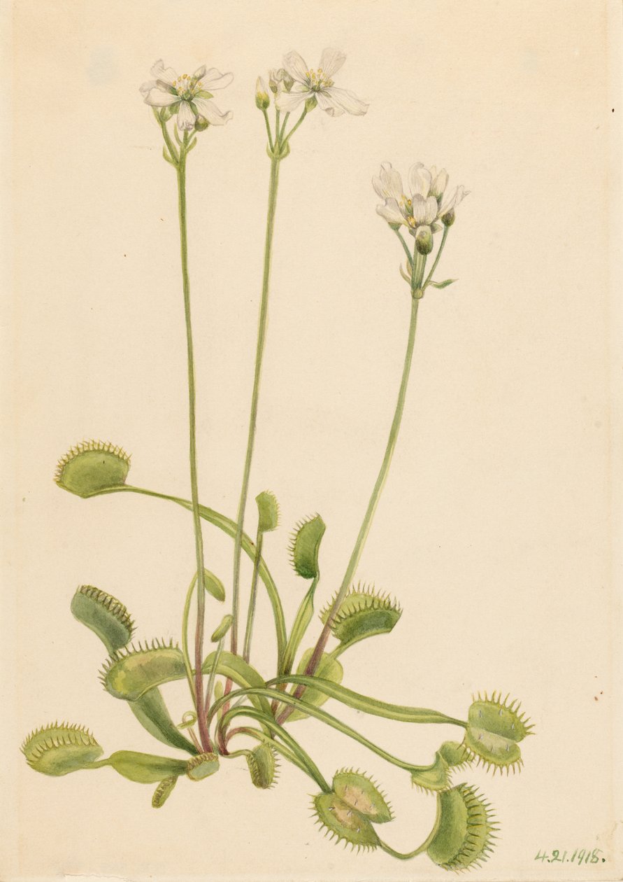 Piège à mouches de Vénus (Dionaea muscipula) - Mary Vaux Walcott