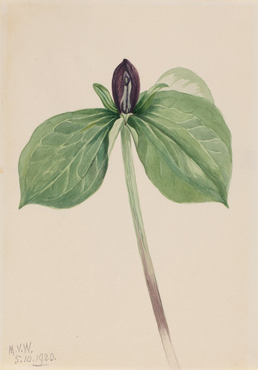 Wake-Robin Trillium sessile, 1920 - Mary Vaux Walcott