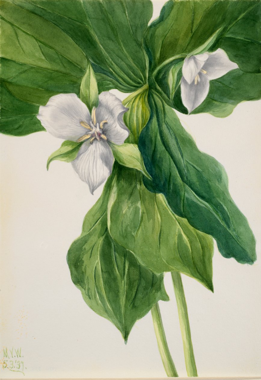 Wake-Robin Trillium simile - Mary Vaux Walcott