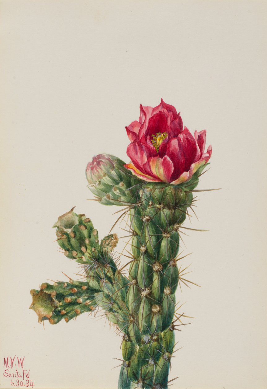 Cholla en bâton (Opuntia imbricata) - Mary Vaux Walcott