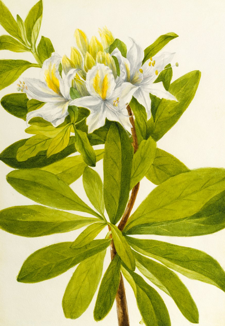 Azalée occidentale Rhododendron occidentale, n.d. - Mary Vaux Walcott