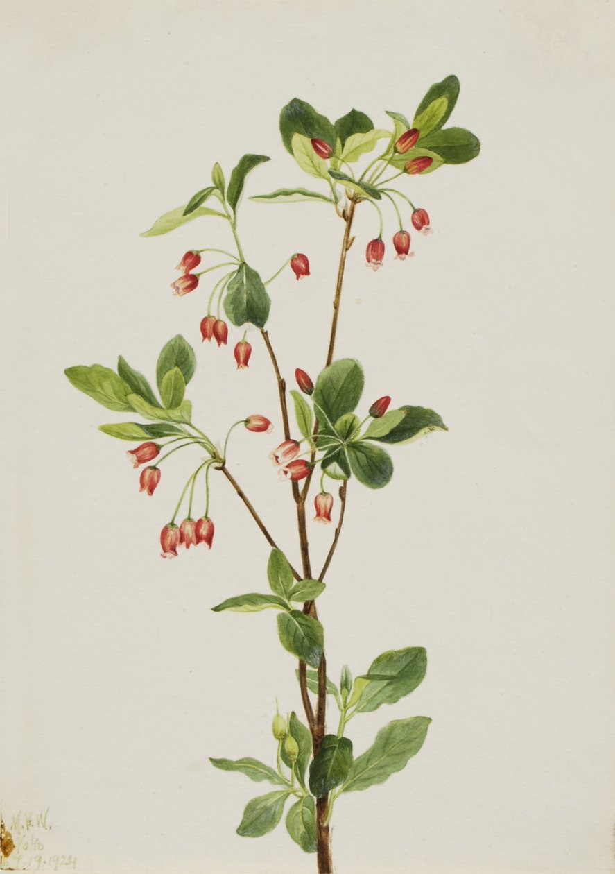 Menziesia occidentale (Menziesia glabella) - Mary Vaux Walcott