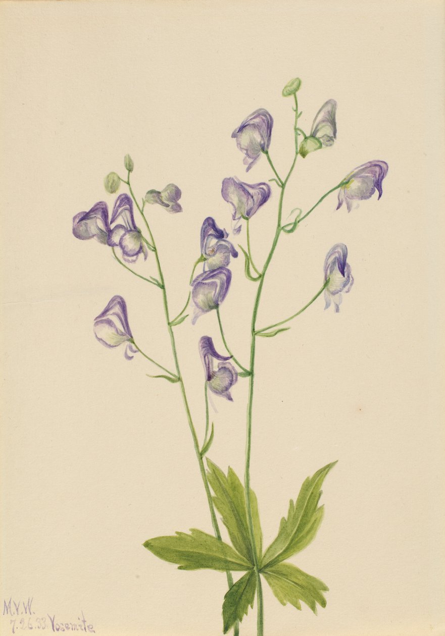 Aconit occidental (Aconitum columbianum) - Mary Vaux Walcott