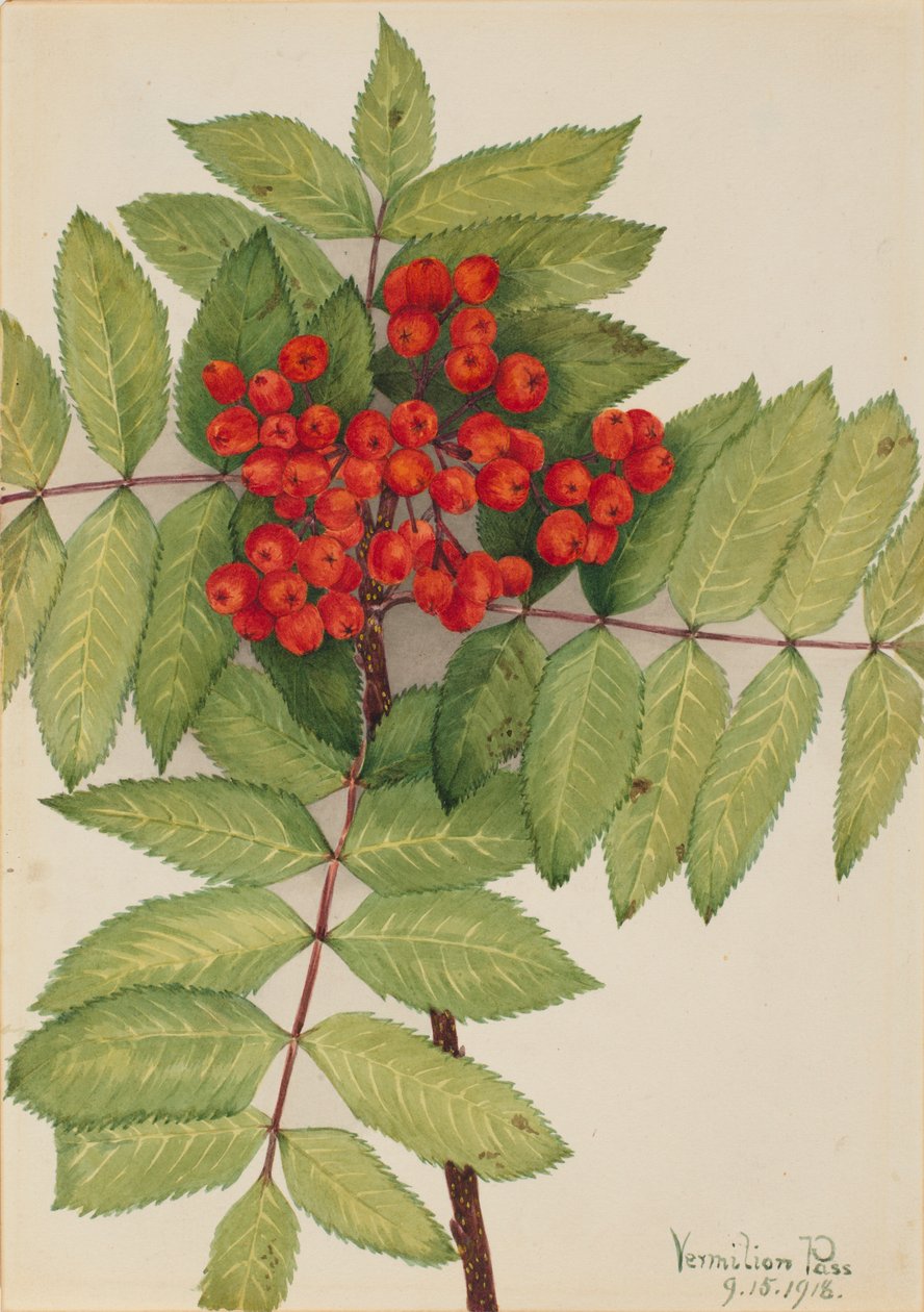 Sorbier occidental (Sorbus sambucifolia) - Mary Vaux Walcott