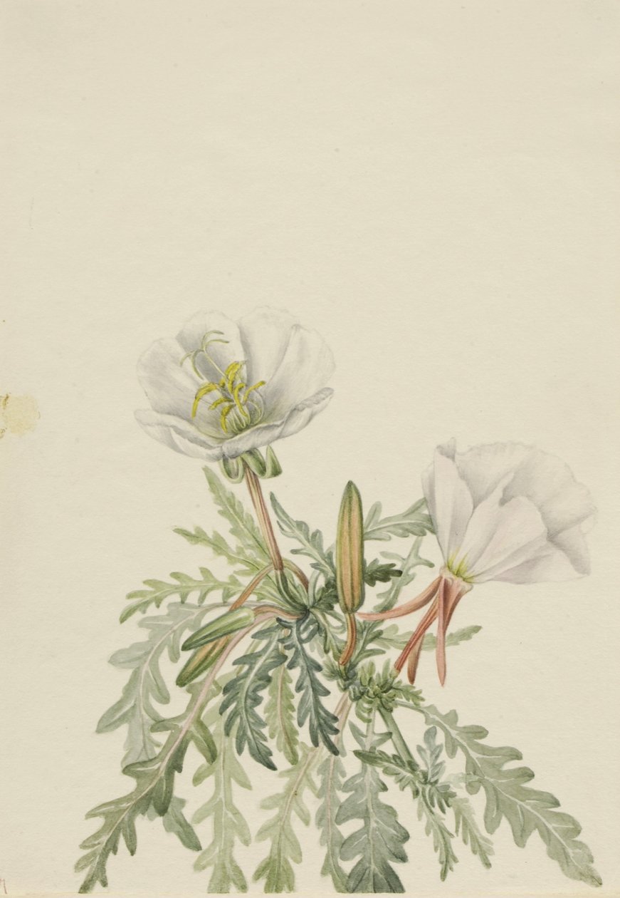 Pachylle blanche (Pachyloplus marginatus) - Mary Vaux Walcott