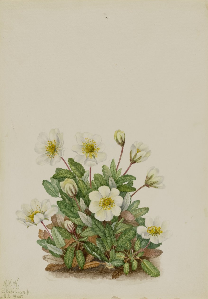 Dryade blanche (Dryas octopetala) - Mary Vaux Walcott