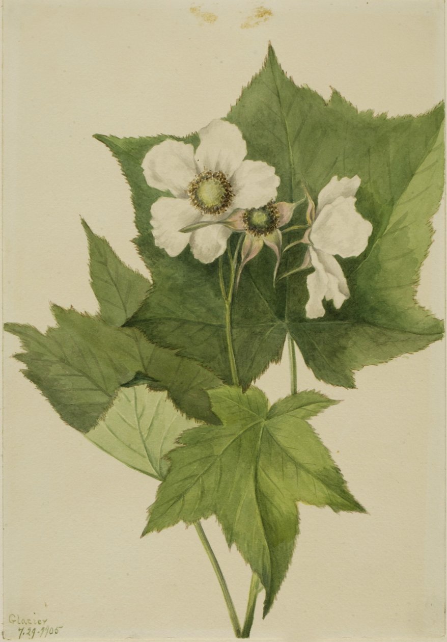 Framboisier à fleurs blanches (Rubus parviflorus) - Mary Vaux Walcott